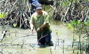 Kopi berbahan dasar mangrove ala Wibi Nugroho