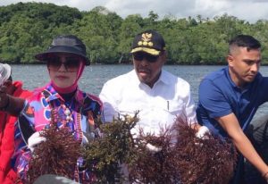 Gubernur Maluku Murad Ismail panen rumput laut di Teluk Hoat Sorbay Ohoi Desa Evu
