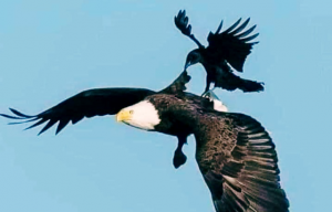 Belajar dari Burung Elang