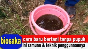 Tingkatkan Surplus Beras, Kementan Deraskan Penggunaan Biosaka Terhadap OPT dan Pertumbuhan Padi