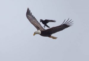 Belajar dari kisah burung Elang