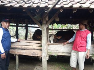 Tak mau tergantung pupuk kimia dan gas LPG, petani Pesanggaran membuat biogas