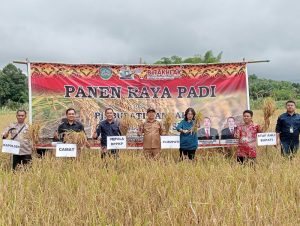 Pj. Bupati Landak Bersama Kepala Dinas Pertanian Panen Raya padi Desa Ringo Lojok