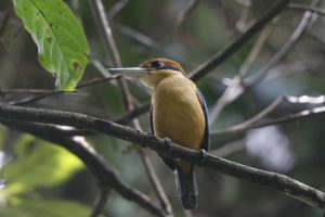 Menikmati Sensasi “Birdwatching” di Taman Wisata Alam Kerandangan Lombok