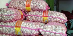 HIPMI Soroti Dugaan Mafia Perizinan Impor Bawang Putih