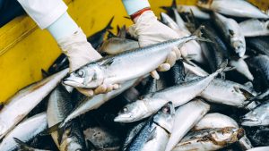 Mesir Pasar Besar Produk Perikanan dan Hasil Laut Indonesia 