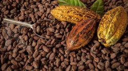 Kemenperin Pacu Hilirisasi Kakao Berdaya Saing Global