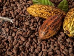 Cokelat Artisan Jadi Fokus Pengembangan Industri Pengolahan Kakao