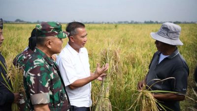 Bey Machmudin: Budi Daya Padi Teknologi Salibu Dapat Tingkatkan Produktivitas Pertanian
