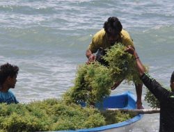 Pemerintah Bakal Kucurkan Kredit USD 1 Juta Kepada Petani Rumput Laut