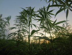 BRIN Berhasil Kembangkan Teknologi Pendeteksi Ladang Ganja