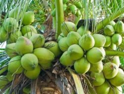 Hilirisasi Komoditas Kelapa Untuk Kesejahteraan Petani