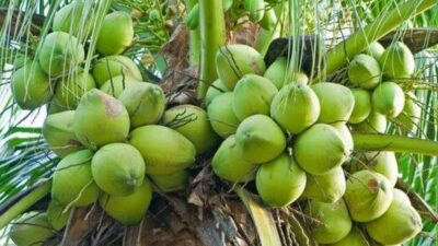 Hilirisasi Komoditas Kelapa Untuk Kesejahteraan Petani