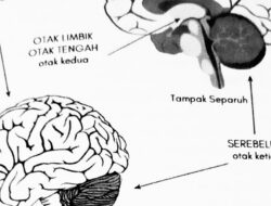 Mitos Tiga Bagian Otak