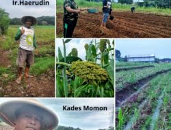 Ir. Haerudin, Pelopor Pengembangan Sorgum di Desa Beber sejak 2022