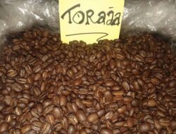 Banyak yang belum tahu, ini 5 perbedaan kopi arabika dan robusta