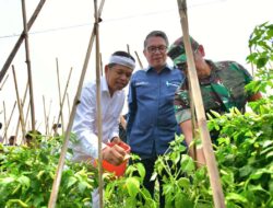 Apresiasi Program Ketahanan Pangan, KDM Panen Raya di Gunung Hejo