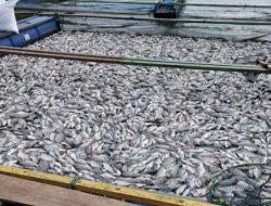 Air Danau Toba keruh, 352 ton ikan nila di KJA milik petani di Samosir mati