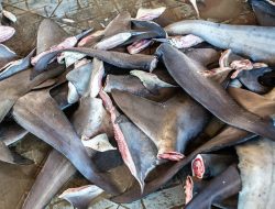 Daging ikan hiu tidak lazim untuk dikonsumsi