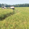 Transformasi Pertanian Indonesia: Dari Sawah Nusantara untuk Dunia