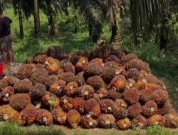 Industri Agro Tetap Tangguh Hadapi Dinamika Global