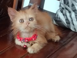 Miliki Dampak Positif, Inilah 7 Manfaat Pelihara Kucing di Rumah