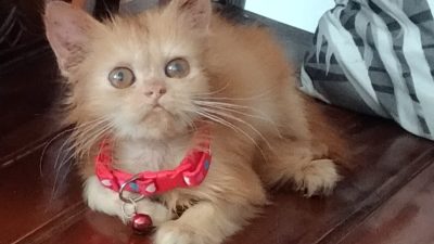 Miliki Dampak Positif, Inilah 7 Manfaat Pelihara Kucing di Rumah