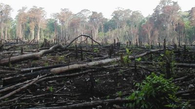 KPK Ungkap Potensi Kerugian Negara Akibat Kerusakan Hutan Mencapai Rp 175 T