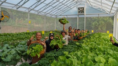 Panen Perdana Hidroponik Binaan PT IMIP, Pacu Ketahanan Pangan, Tingkatkan Ekonomi Warga