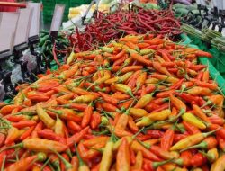 Stok Pangan di Yogyakarta Terkendali, Harga Cabai Kembali Menjadi Perhatian