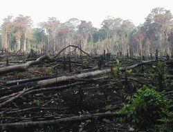 KPK Ungkap Potensi Kerugian Negara Akibat Kerusakan Hutan Mencapai Rp 175 Triliun