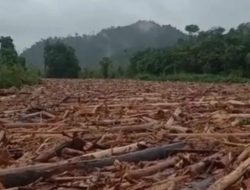 Diseret Banjir Bandang, Jutaan Kubik Kayu Gelondongan Sumbat Aliran Air Sungai Batang Toru arah ke Laut