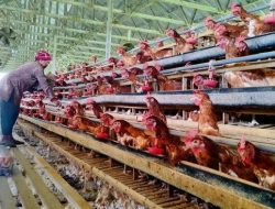 Kembangkan Proyek Peternakan Ayam Terintegrasi, Danantara Kucurkan Dana Rp20 Triliun