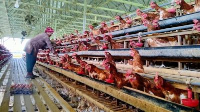 Kembangkan Proyek Peternakan Ayam Terintegrasi, Danantara Kucurkan Dana Rp20 Triliun