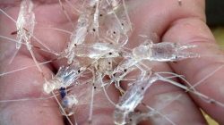 Penyelundupan Benur Kian Masif, Negara Rugi Triliunan Rupiah