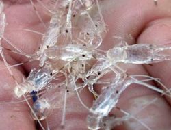 Penyelundupan Benur Kian Masif, Negara Rugi Triliunan Rupiah