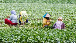 Kinerja Sektor Pertanian Indonesia Menunjukkan Tren yang Semakin Kuat dan Menyeluruh