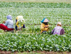 Kinerja Sektor Pertanian Indonesia Menunjukkan Tren yang Semakin Kuat dan Menyeluruh