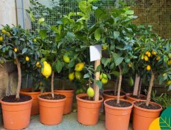 7 kebun buah di polybag dengan sistem irigasi sederhana untuk lahan terbatas, praktis dan produktif