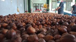 Salak Pondoh Sleman Tembus Pasar Dunia