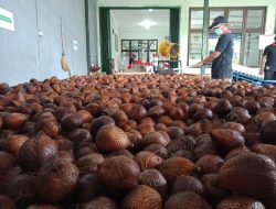 Salak Pondoh Sleman Tembus Pasar Dunia