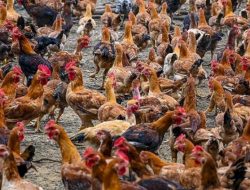 Ekspor Unggas Tembus Rp18,2 Miliar