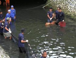 Pemprov DKI Jakarta Memulai “Perang” Melawan Ikan Sapu-sapu