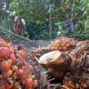 Ekspor CPO Menguat, Kukuhkan Indonesia sebagai Pemain Utama Global