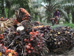 Kejagung Identifikasi Puluhan Tambang dan Perkebunan Sawit Ilegal di Sulteng