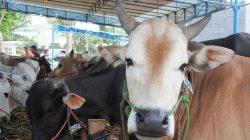 Kebutuhan hewan kurban di Medan capai 10.586 ekor