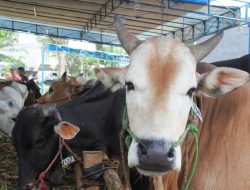 Kebutuhan hewan kurban di Medan capai 10.586 ekor