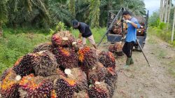 Petani Menjerit, Harga TBS di Landak Anjlok, Pemerintah Ultimatum PKS yang Membeli TBS di Bawah Harga Ketetapan
