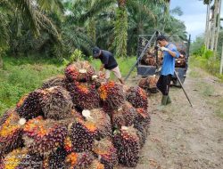 Petani Menjerit, Harga TBS di Landak Anjlok, Pemerintah Ultimatum PKS yang Membeli TBS di Bawah Harga Ketetapan