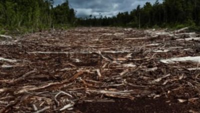 Operasi gabungan Kemenhut di Sumut tertibkan 5 sawmill, ribuan kayu bulat tanpa legalitas ditemukan